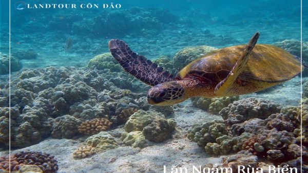 Lặn Ngắm Rùa Biển-Landtour Côn Đảo